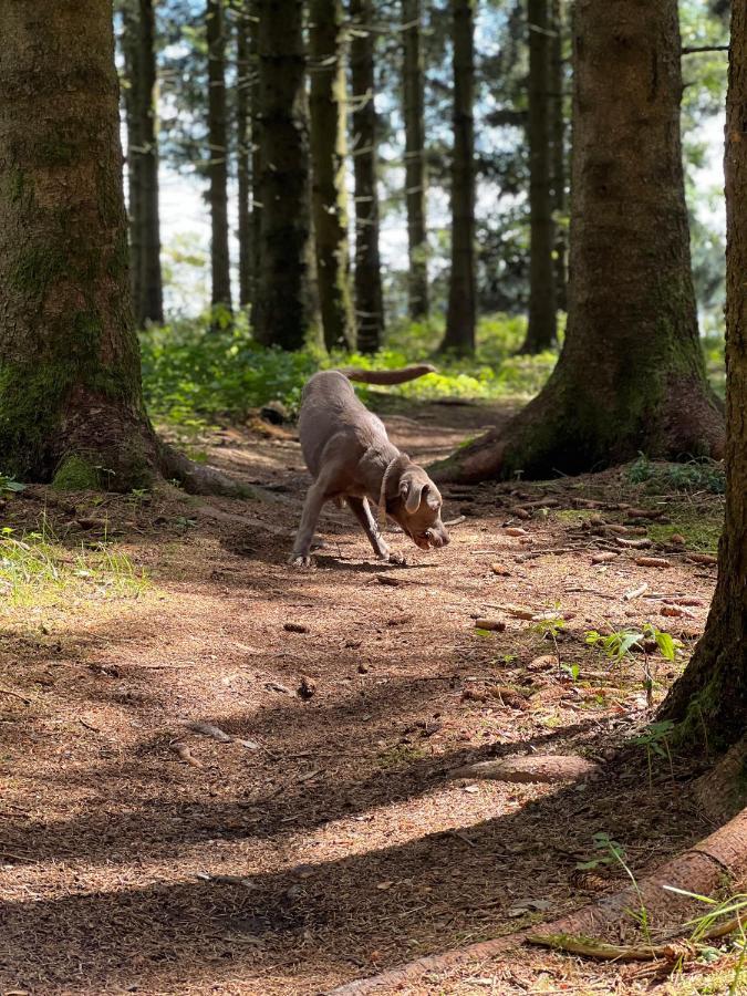 Auszeit Bergliebe Lägenhet Winterberg Exteriör bild